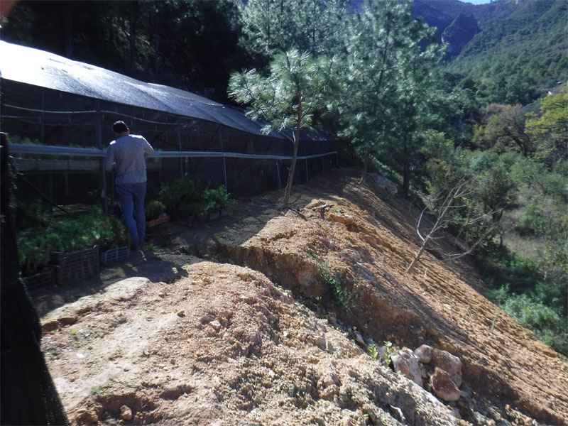 Trabajan en la conservación de los bosques del Parque Nacional Cumbres de Monterrey