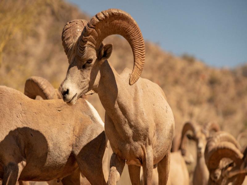 Los 13 ejemplares liberados procedían de UMA Rancho El Plomito