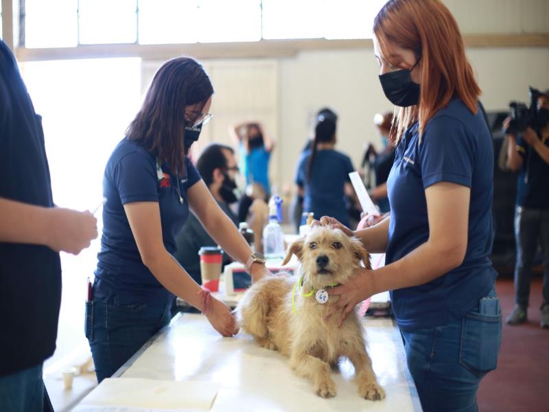 Con acciones como ésta se busca eliminar también el sacrificio de animales