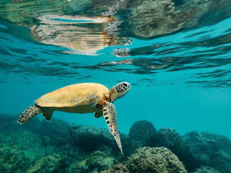 PNUMA/Kyle Babb. Los arrecifes de coral están en riesgo de desaparecer debido al cambio climático.