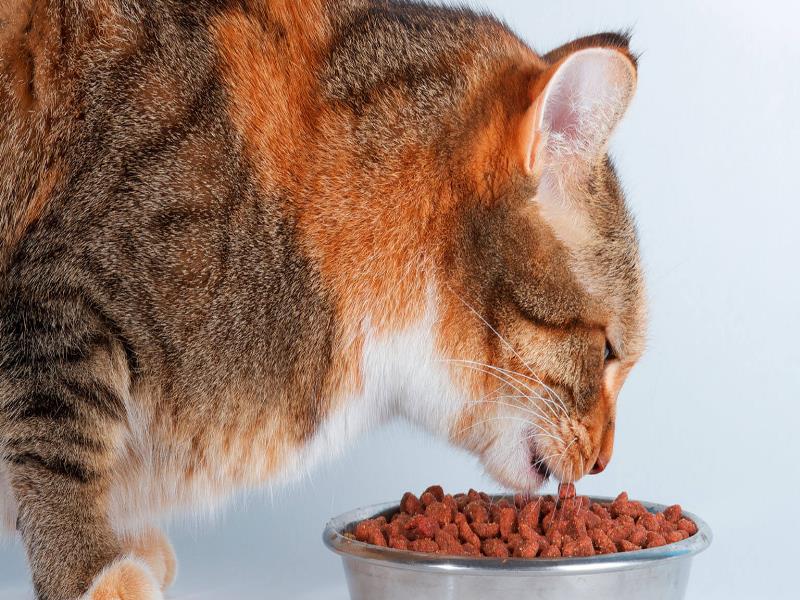 Llaman a cuidar alimentación de los gatos