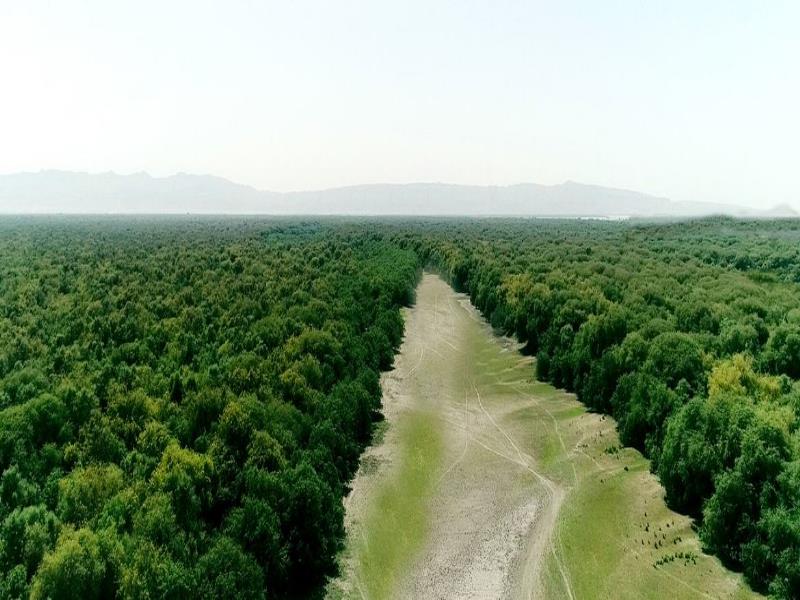 PNUD. Provincia de Sindh, Pakistán, donde se han recuperado tierras forestales