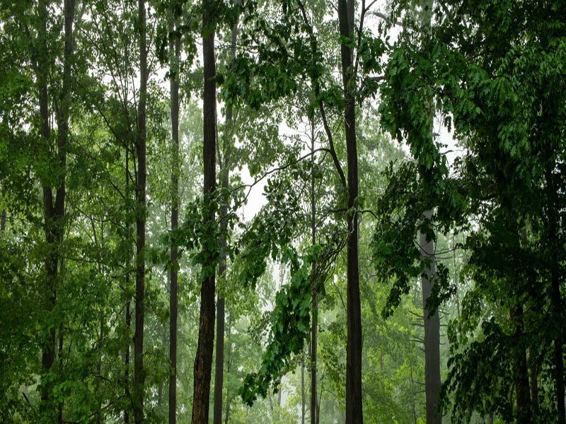 ONU/Mark Garten Un bosque del estado de Nueva York después de la lluvia