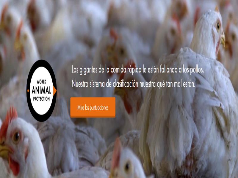 Los consumidores se preocupan cada vez más por el bienestar animal